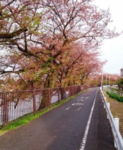 大場川沿いの桜並木 もうほとんど桜の花は残っていない