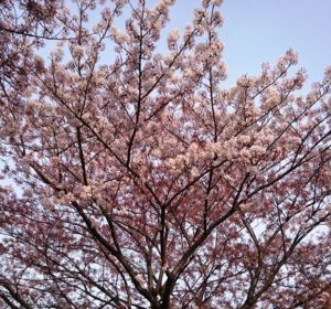 大場川にも水元公園にも所々に 八重桜や枝垂桜があって、まだ見頃
